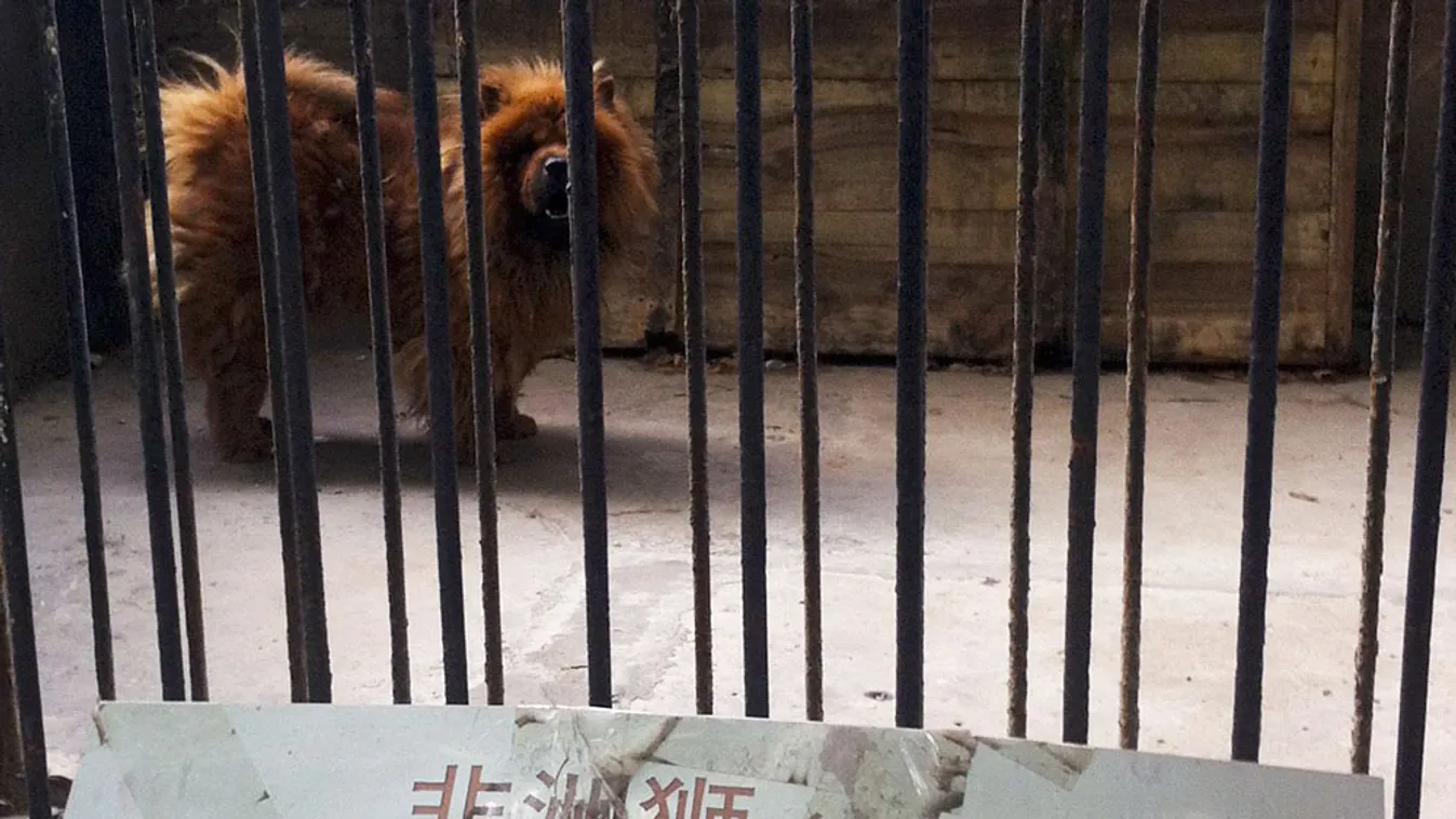 Tibeti masztiff áll az afrikai oroszlán felirat mögött, a Honan kínai tartományban fekvő Loho állatkertjében, 2013. augusztus 12-én. Ezzel a felirattal próbálták meg oroszlánként eladni a látogatóknak a nagy sörényű kutyát. 