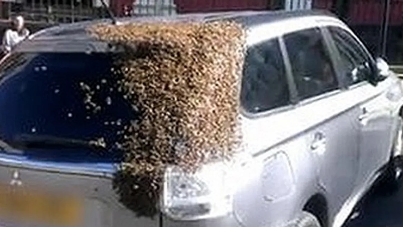 méh 