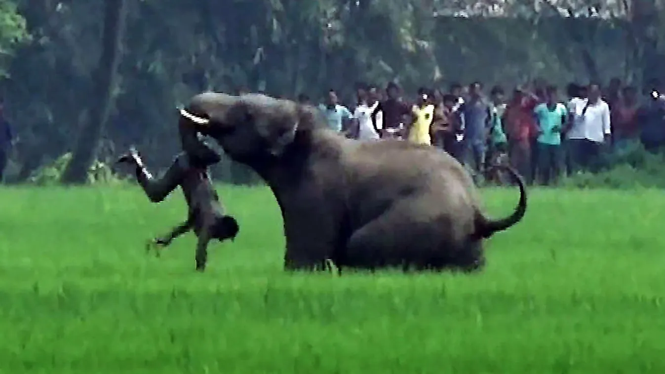 environment forests population Horizontal (FILES) In this file photograph taken on March 20, 2016, an Indian elephant attacks a man in a field in Baghasole village, in the Burdwan district of the state of West Bengal.
An elephant that has killed 15 people