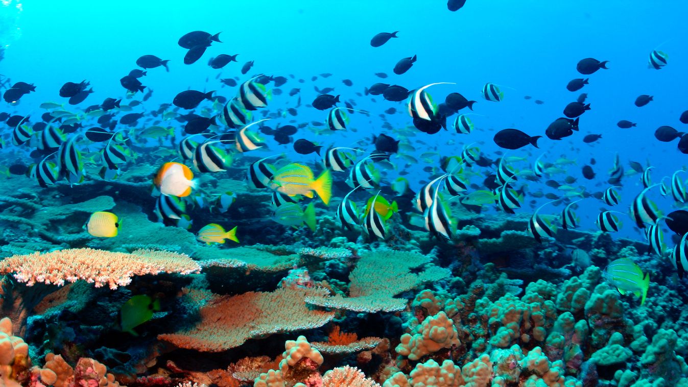 A világ legnagyobb tengeri rezervátuma jött létre Hawaii körül Papahanaumokuakea Marine National Monument 