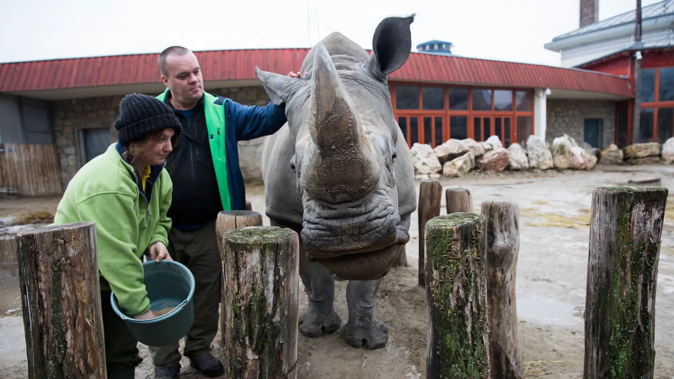 Budapesti állatkert orrszarvú Grimm Balázs újságíró állatgondozónak áll egy napra a budapesti állatkertben 