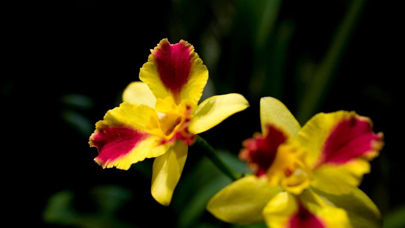 dendrobium orchidea 