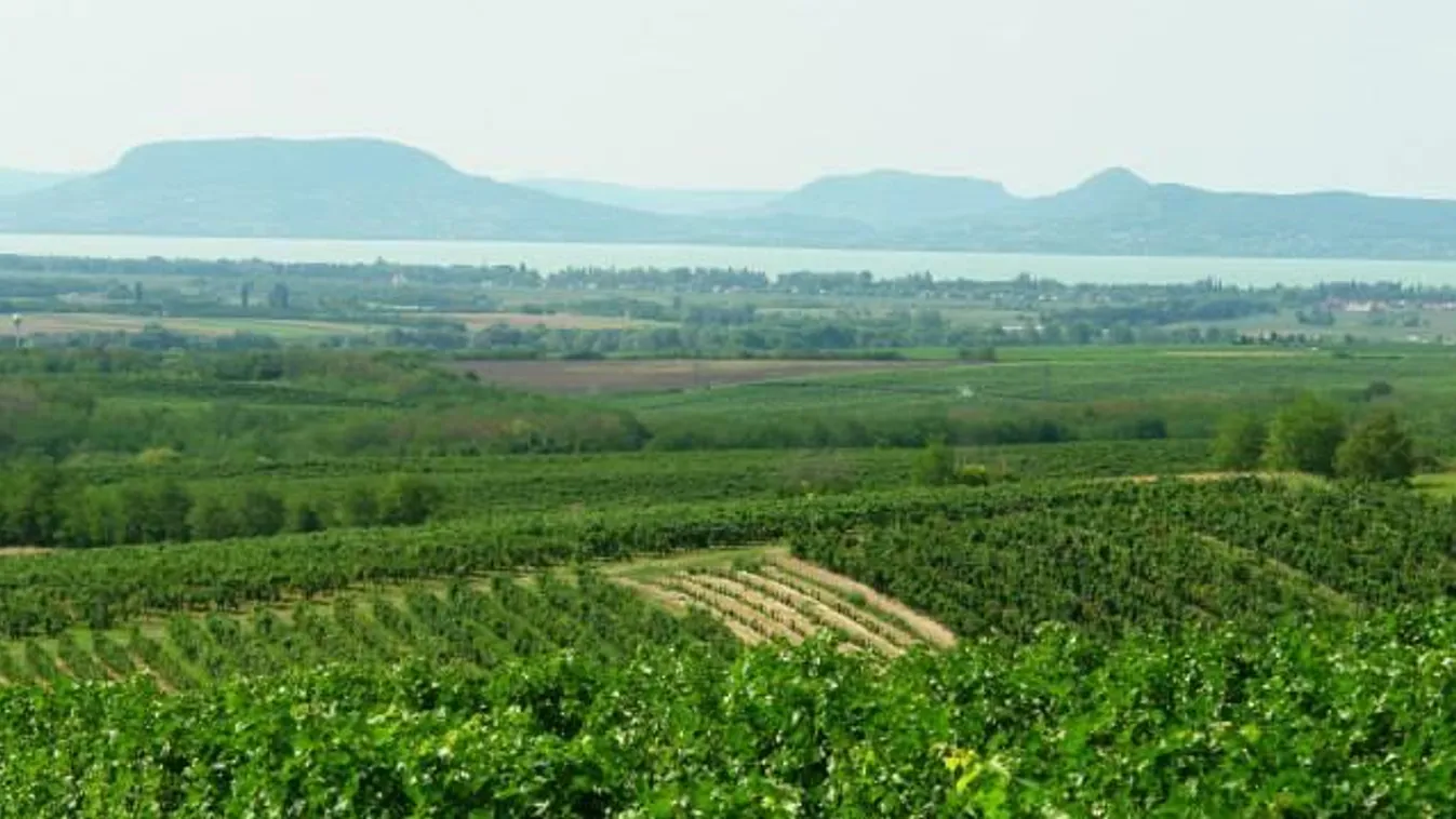 Dél-Balaton bor szőlő 