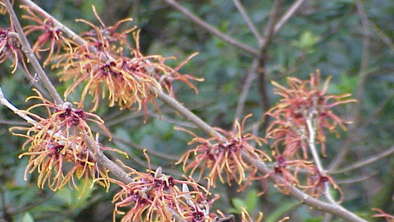 Virágzó kínai varázsmogyorófa (Hamamelis mollis). 
