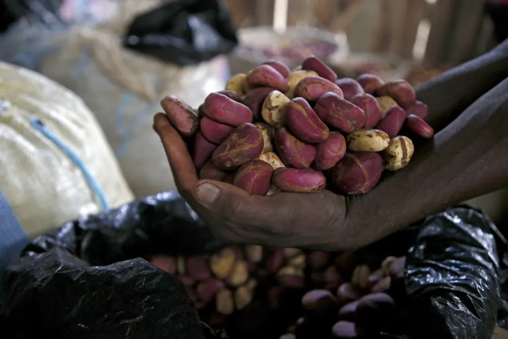 Anyama, Elefántcsontpart, kóladió termesztés, 2023. 02. 17., ültetvény 
