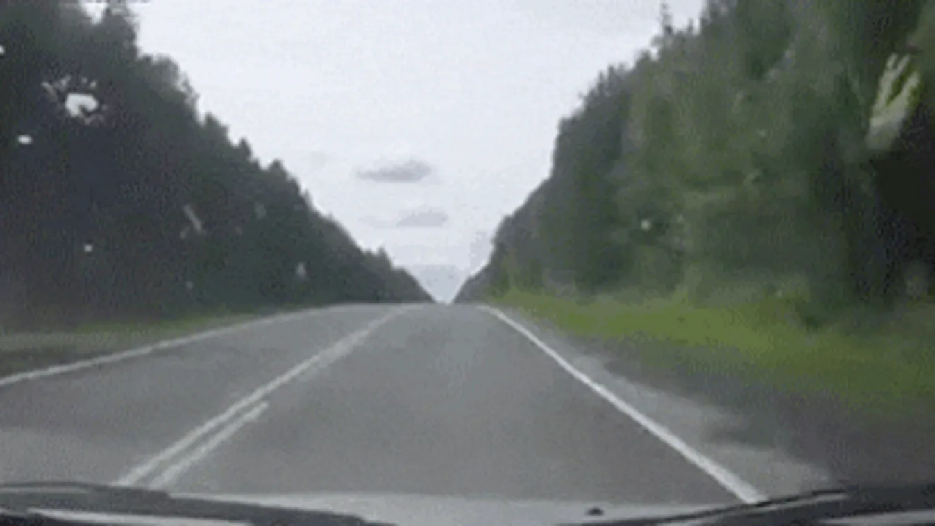 Watch out here comes the Moose, gif 