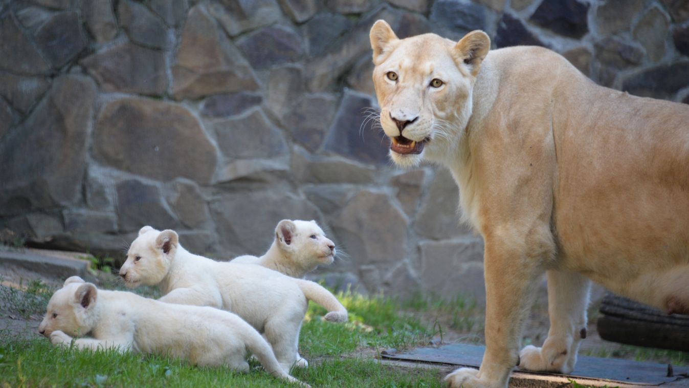 A Nyíregyházi Állatpark három 6 hónapos fehér oroszlán kölyke és anyjuk. 