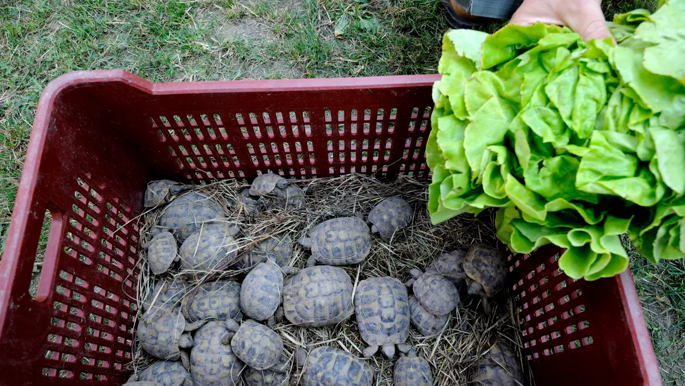 Szeged, 2015. július 14.
A 2014. szeptember 6-án a tiszaszigeti határátkelő közelében zsákokban talált, vélhetően csempészeknek letett görög teknősök 2015. július 14-én Szegeden. Az állatokat a teleltetés és a gondozás után most visszaszállítják eredeti é