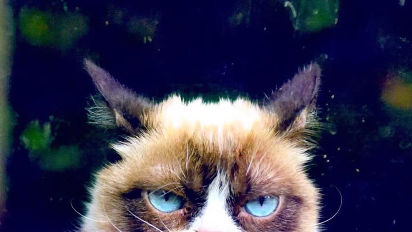 Grumpy cat 