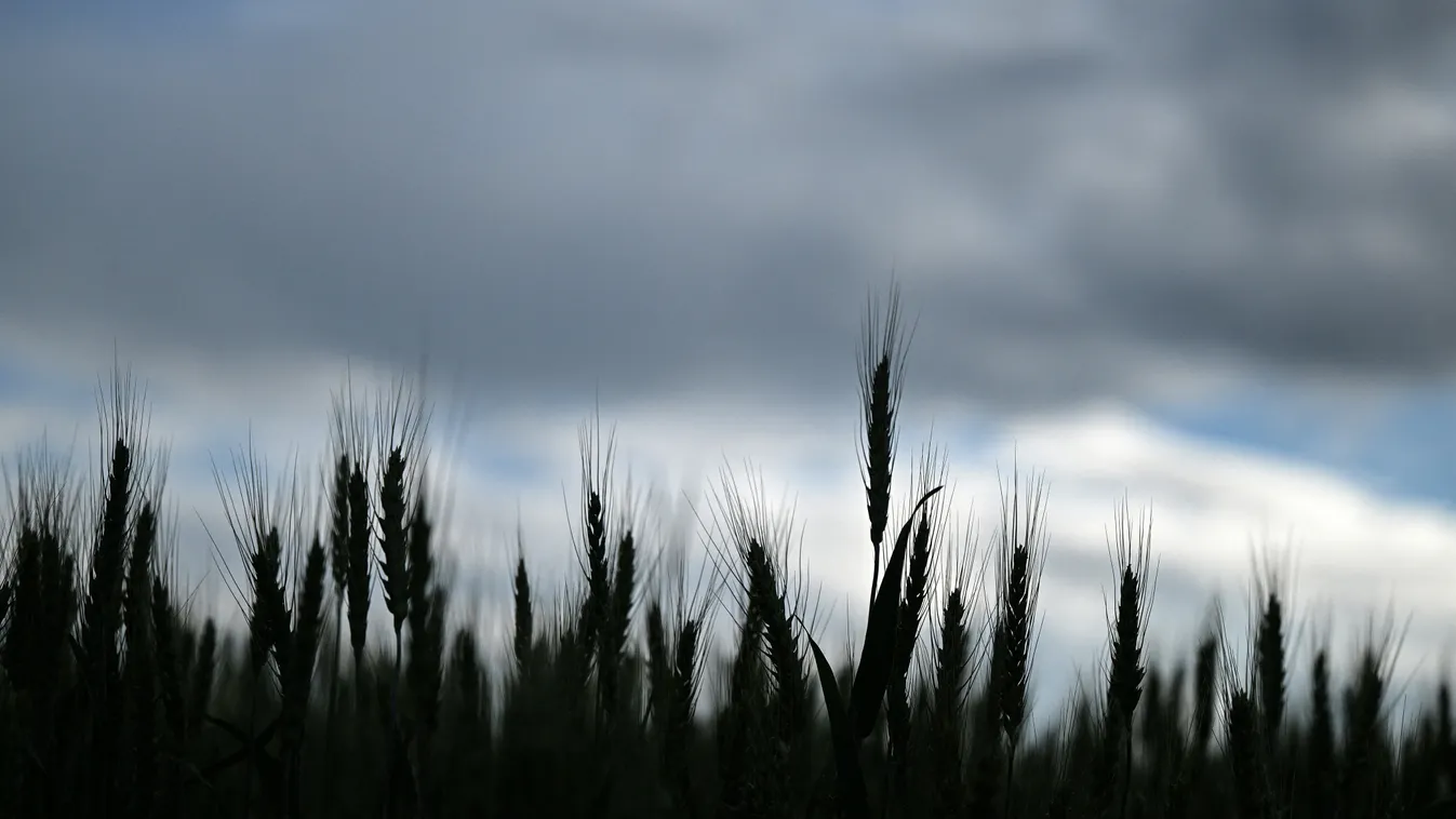 agriculture Horizontal WHEAT WHEATFIELD WHEAT GROWING 