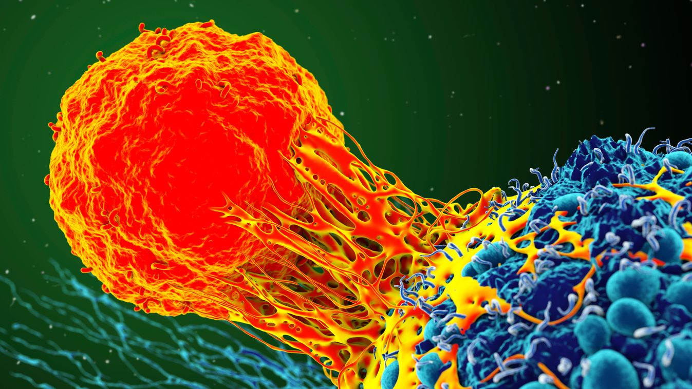 T-sejt megtámadja a ráksejtet 