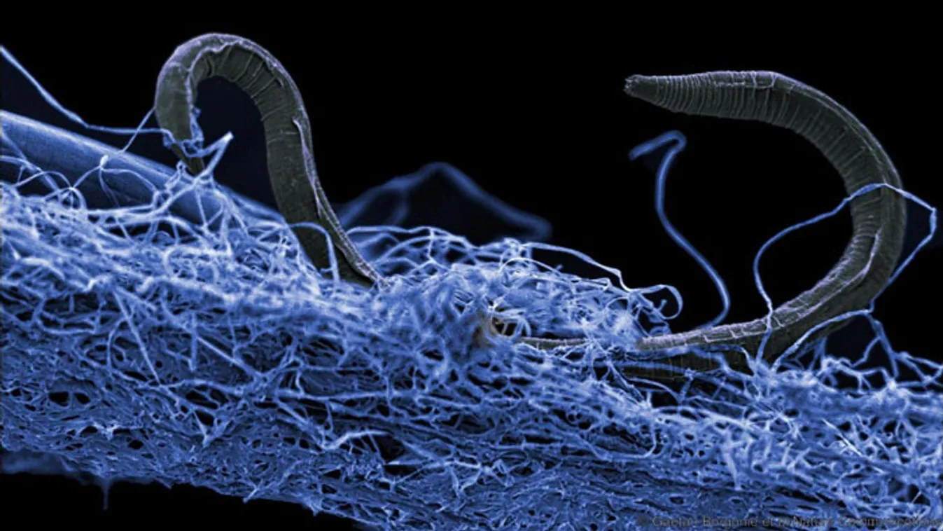Fonálférgek terpeszkednek a mikroorganizmusokon. Ezeket a lényeket 1,4 kilométeres mélységből hozták felszínre 