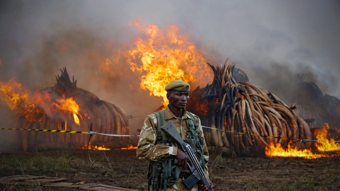 Kenya, elefántcsont 