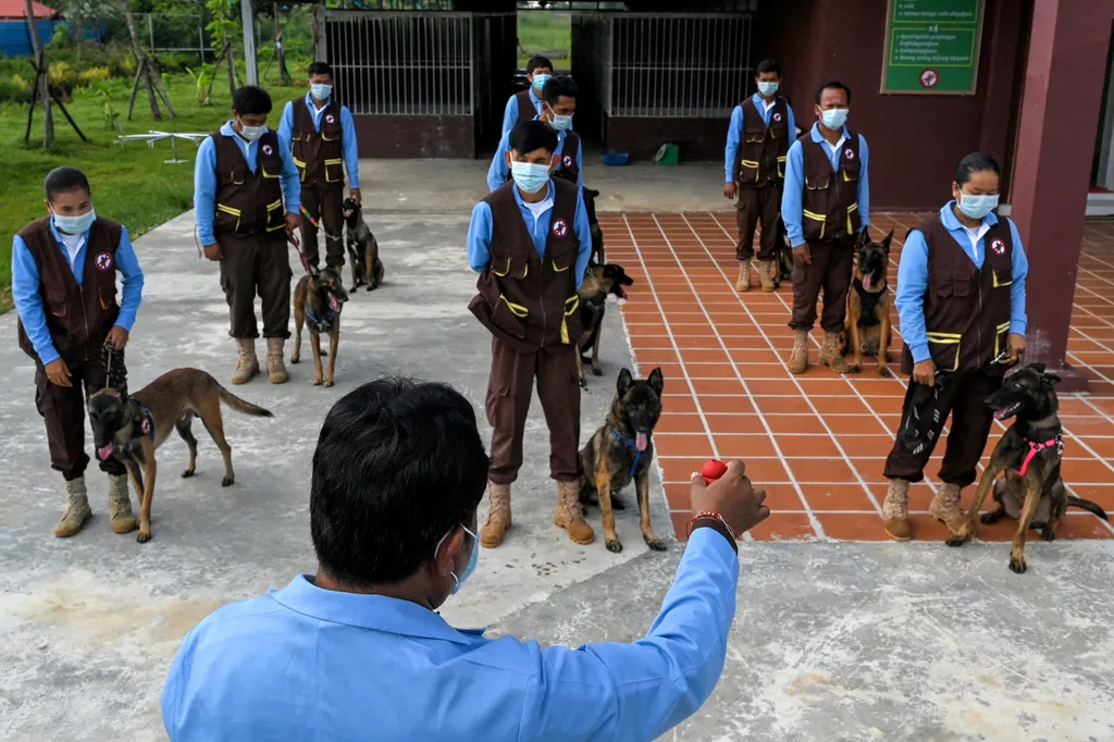 kambodzsa, kutya, covid, szaglás, kiképzés 
