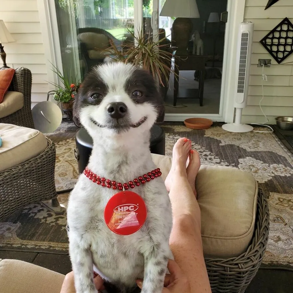 Chevy, mosolygó kutya 