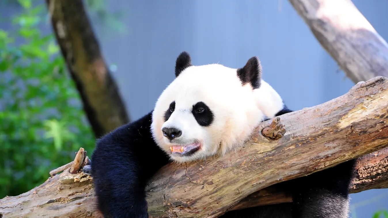 panda, óriás panda, Washington, Mei Xiang, Mej Hsziang 