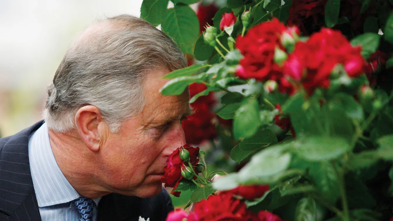 Károly herceg hobbija a biokertészkedés; a vele kapcsolatos boltjával jótékony célokat támogat otthon 