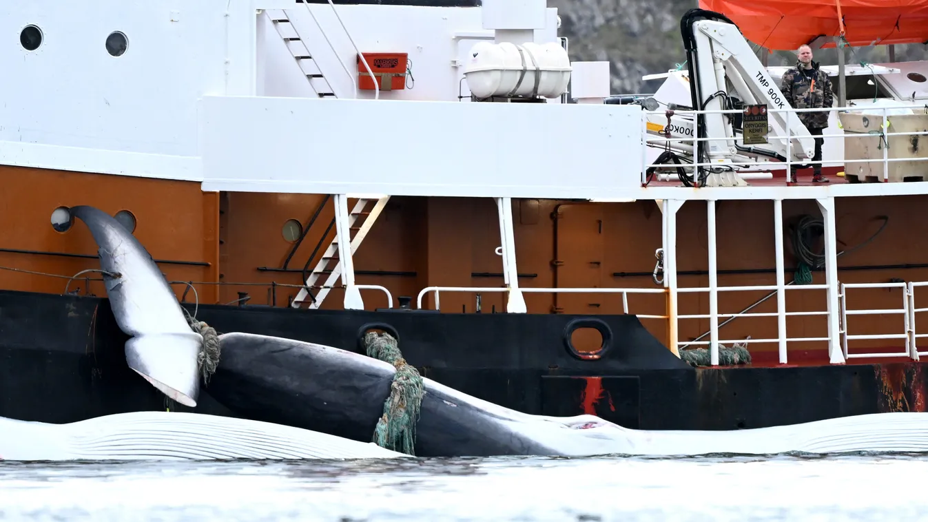 Bálnavadász, Whaling station in the village of Midsandur, Iceland animal,commercial whaling,economy,fin whale,Iceland,life,Nature, Horizontal 