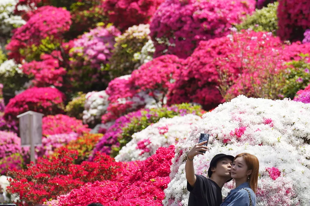 Azálea-virágzás Japánban
Látogatók virágzó azáleák között a tokiói Nedzu szentély kertjében 2023. április 11-én. Április közepétől május elejéig száz különböző fajta mintegy 3000 növénye virágzik az egyik legősibb japán szentély, a mintegy 1900 éves Nedzu