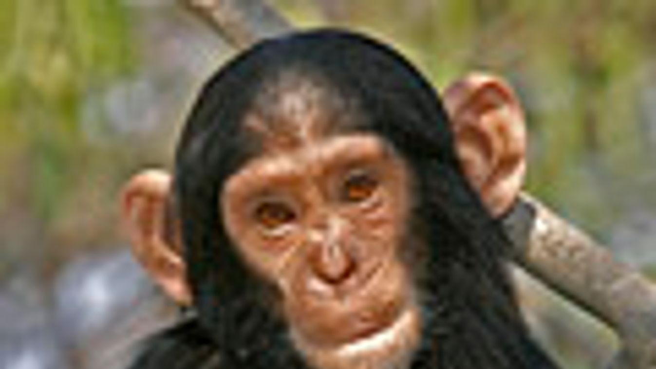 csimpánz, majom, emberszabású, fogságban tartott majom