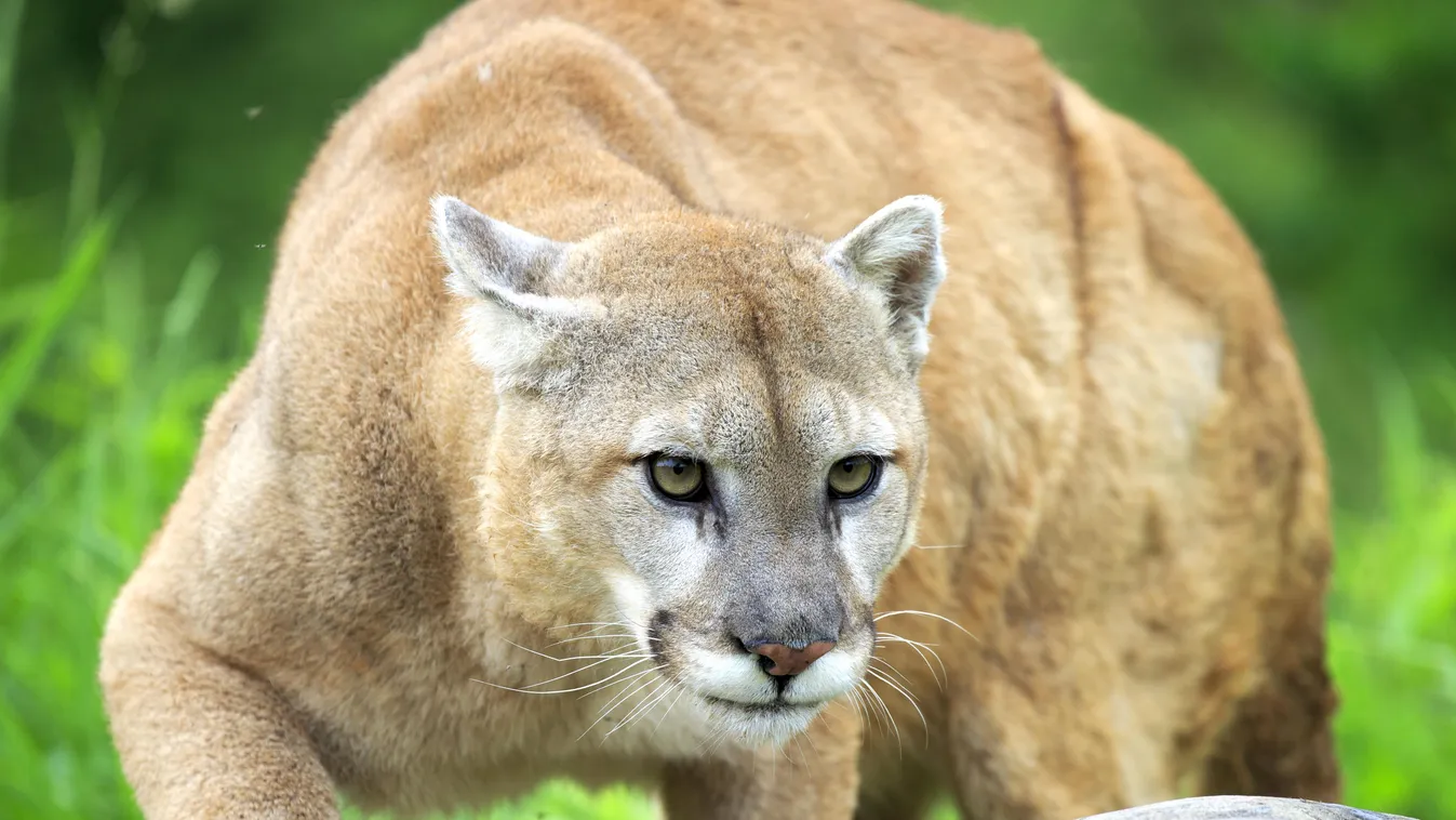 Puma on the lookout - Minnesota USA Mountain lion (Puma concolor) Spring ADULT ALONE Lying in wait OVERVIEW Minnesota Puma Three quarter shot CITES Appendix 2 Least Concern (IUCN) LC June Nobody Wildcat Feline Carnivoran Mammal Wild animal Temperate seaso