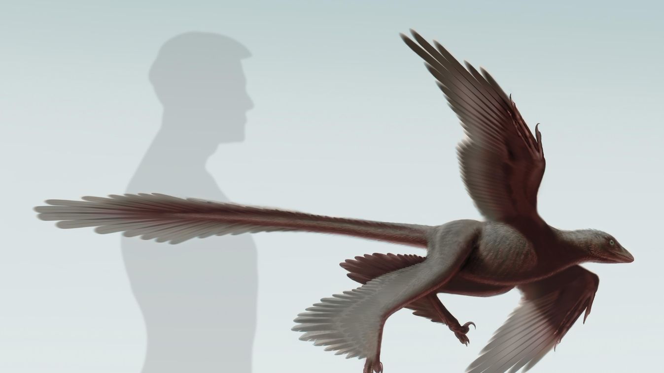 Changyuraptor yangi, szárnyas dinoszaurusz, Északkelet-Kína 