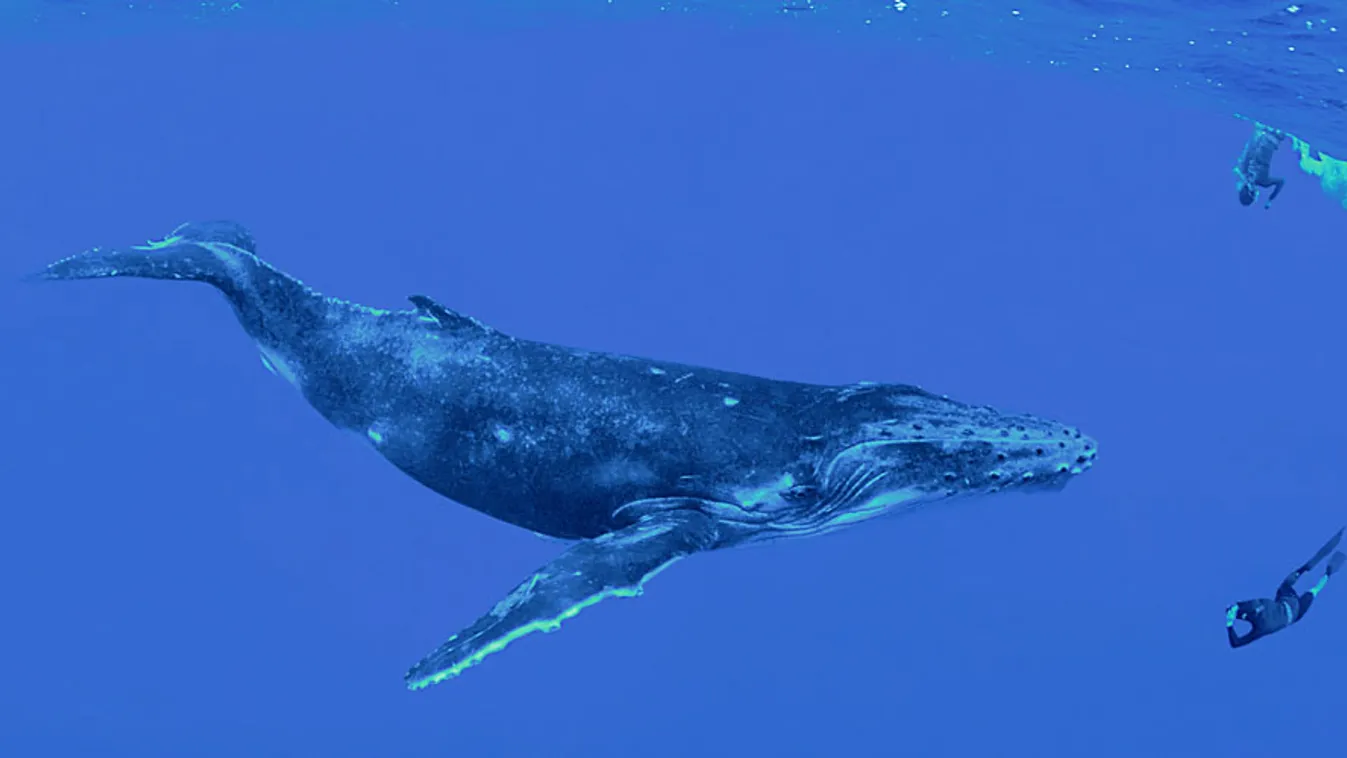 kék bálna 