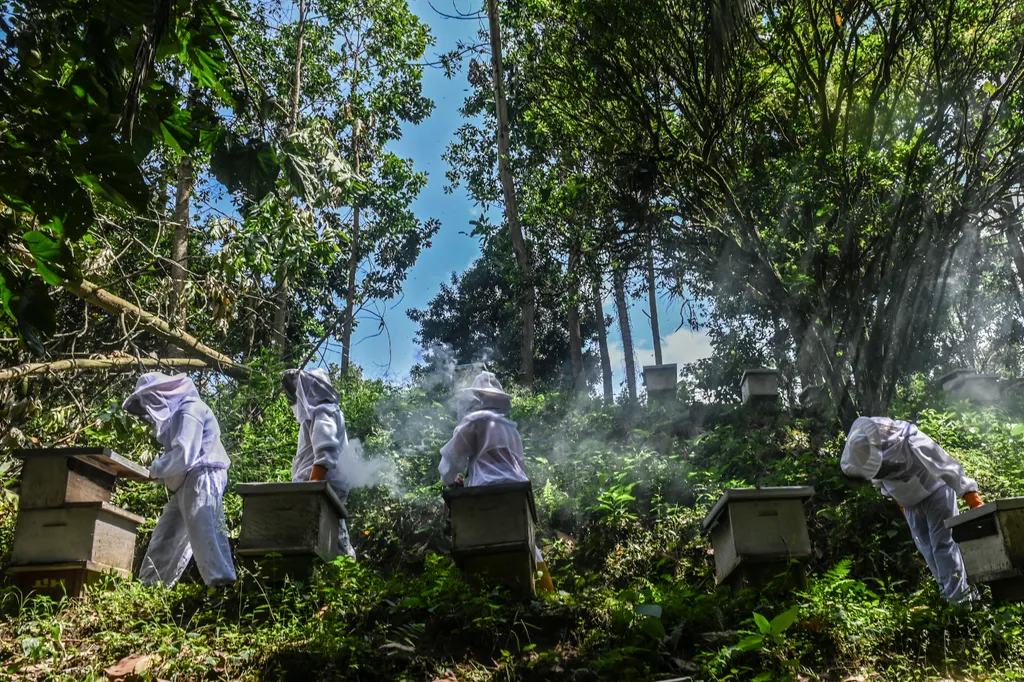 Kolumbiában a méheket veszélyezteti a túlzott avokádó termesztés  animal environment Horizontal 