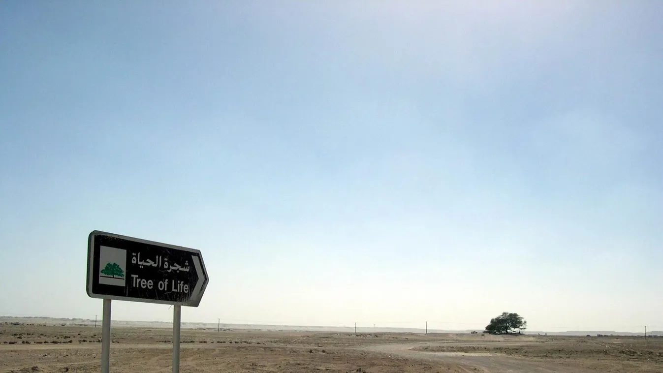 The tree of life in Bahrein 