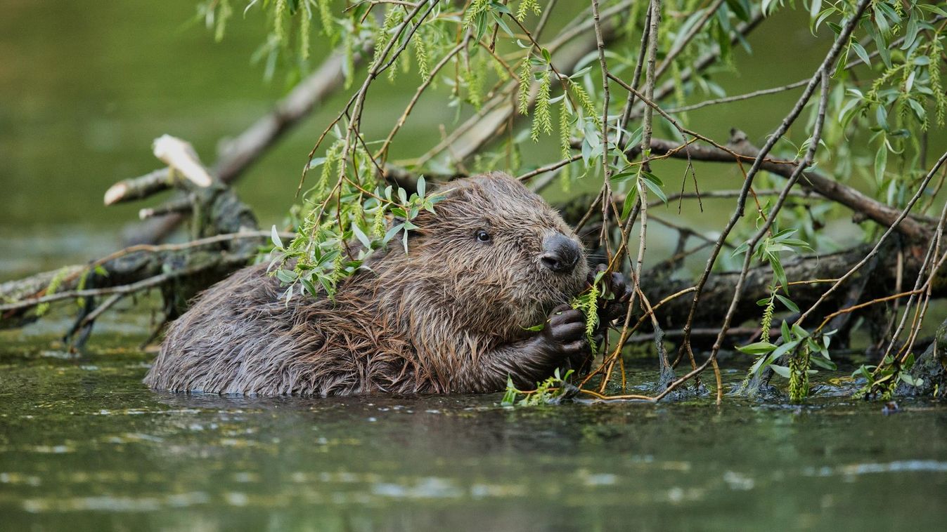 Beaver,Eating,In,The,River forest,fur,natural,nature,fauna,brown,cute,summer,outdoor,outdoors,mammal,grass,animal,beaver,wild,wildlife, hód, gát 