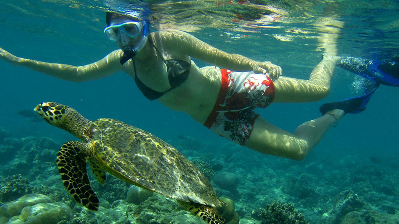 Indonézia, búvárkodás teknőssel