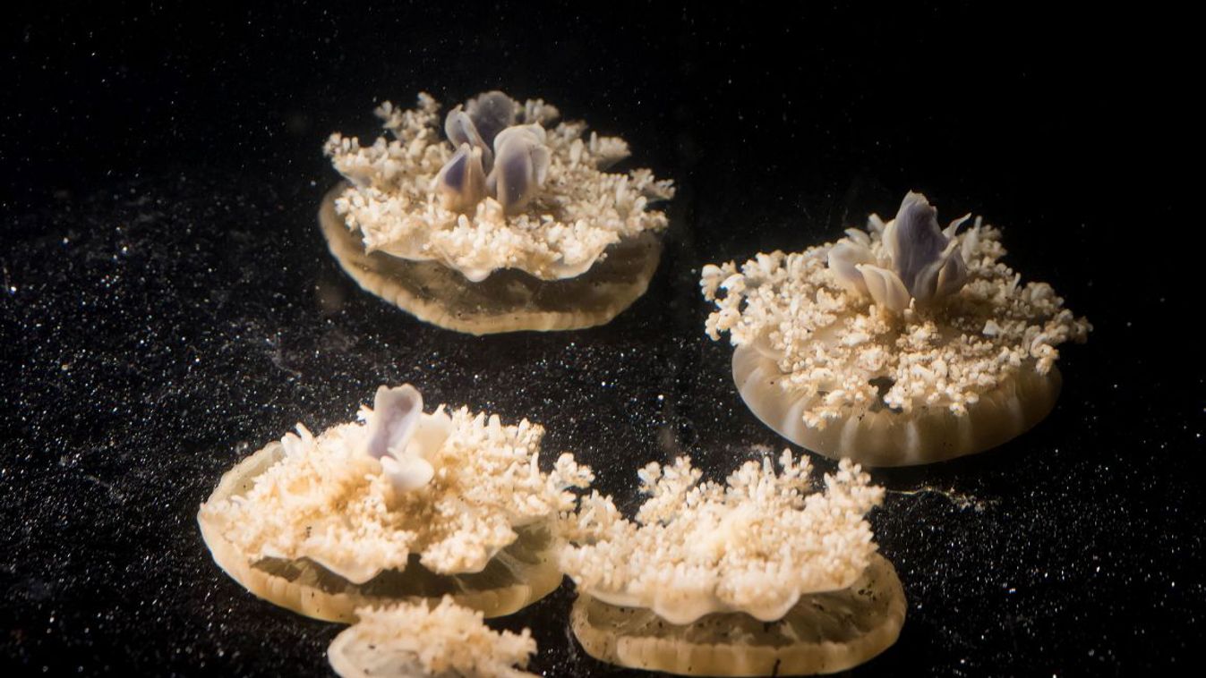 medúza, Cassiopea 