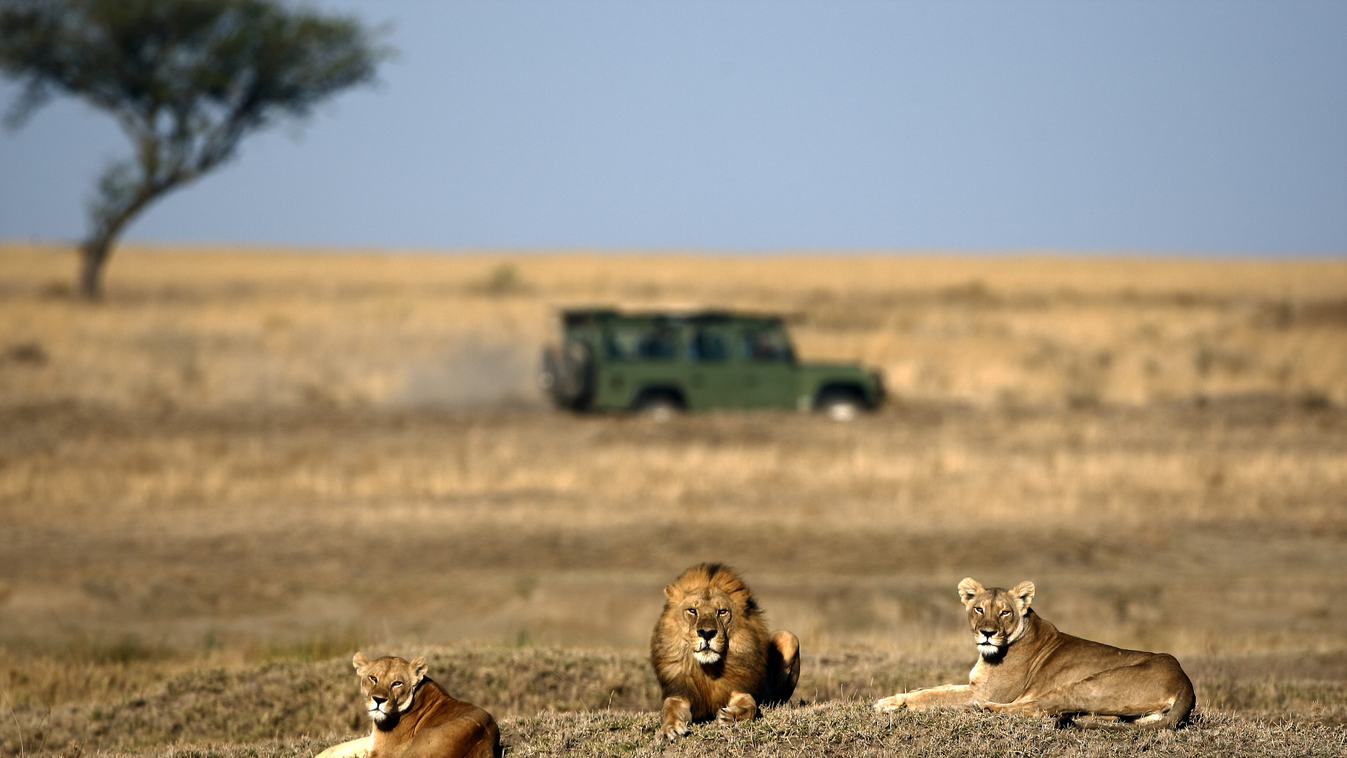 dél-afrika oroszlánok 