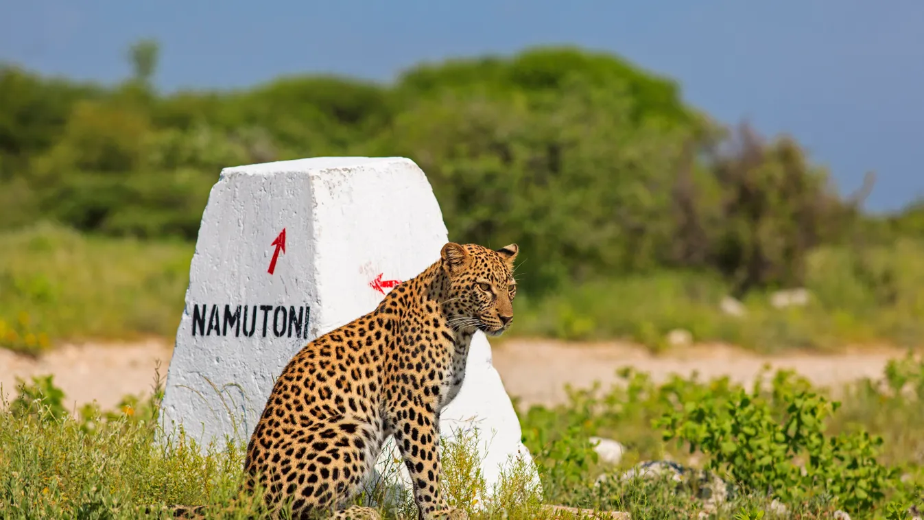 Leopard sitting near a terminal Etosha Namibia Action Actions ADULT Adults Afrasia AFRICA Afro-Eurasia ALONE Atmosphere Behavior Behaviors BIG CAT Big cats Biodiversities Biodiversity Biodiversity management Biodiversity managements Biological diversity B