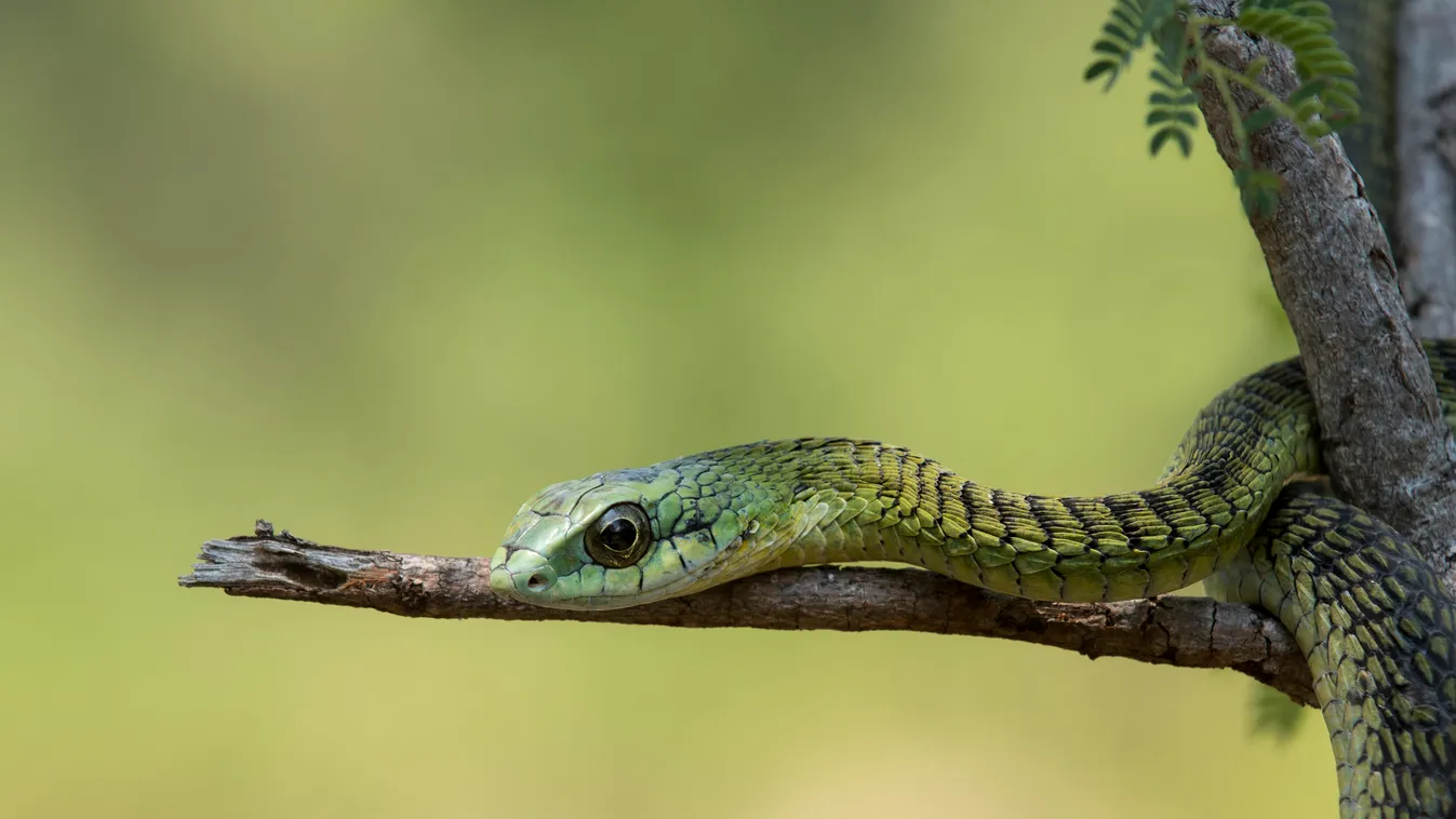 Boomslang, 'Tree Snake' (Dispholidus typus), Hoedspruit, Greater Kruger, South Africa. travel destination photography HORIZONTAL colour image day outdoors hoedspruit greater kruger south africa AFRICA boomslang tree snake dispholidus typus animal themes w