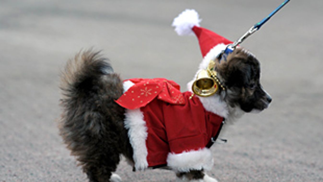 Vigyázzon háziállatai gyomrára karácsonykor, kutya mikulásruhában