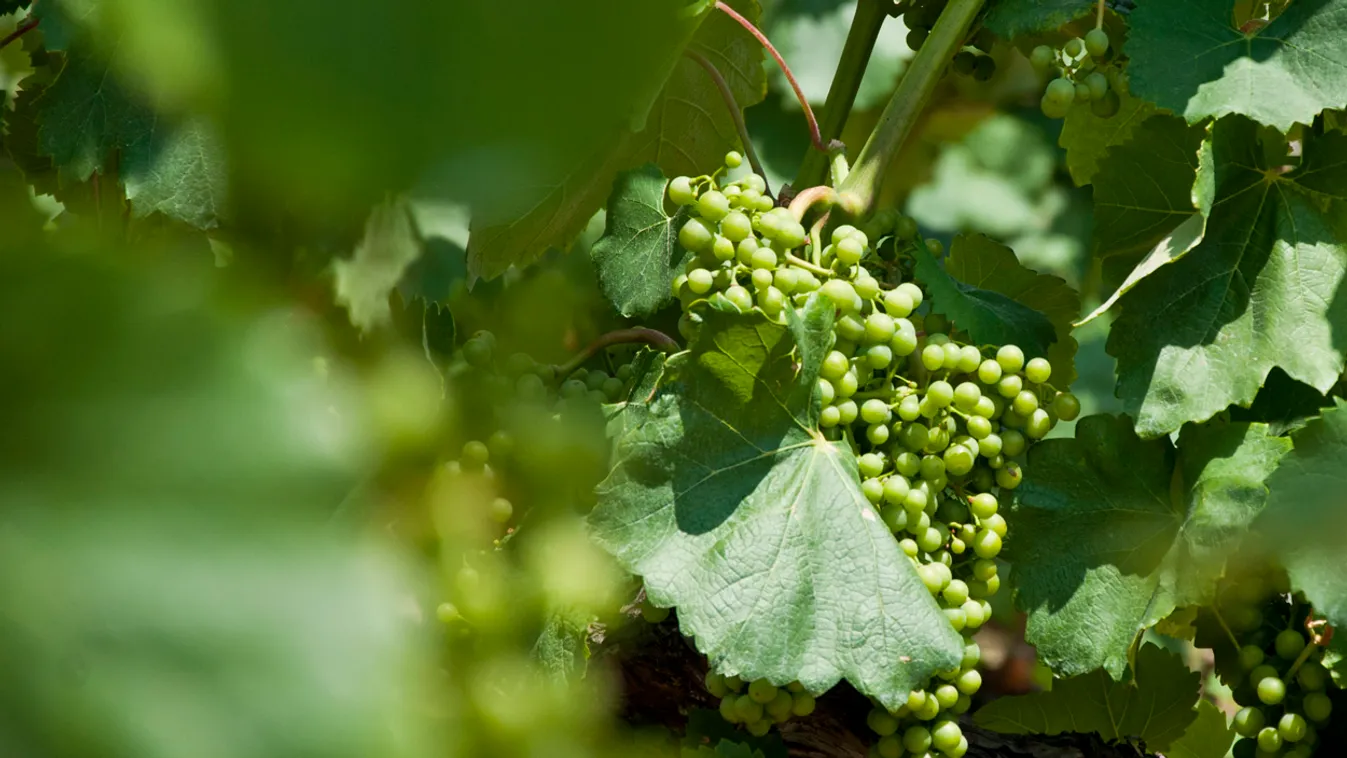 tokaj kereskedőház bor pince must szőlő 