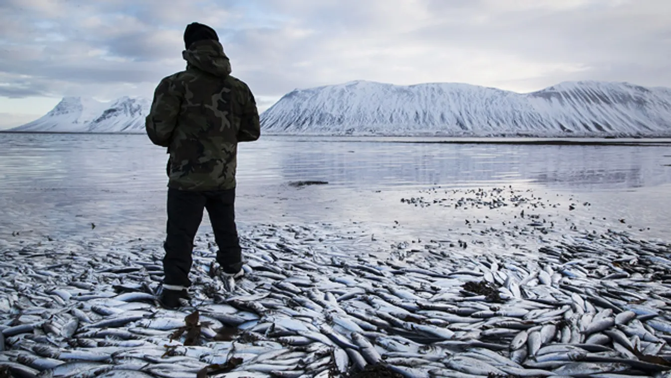 halpusztulás Izlandon, egy férfi a haltetemek által borított nyugat-izlandi Kolgrafafjordur vizében 2013. február 5-én. A több millió hal pusztulását feltehetőleg a oxigénhiány idézte elő.