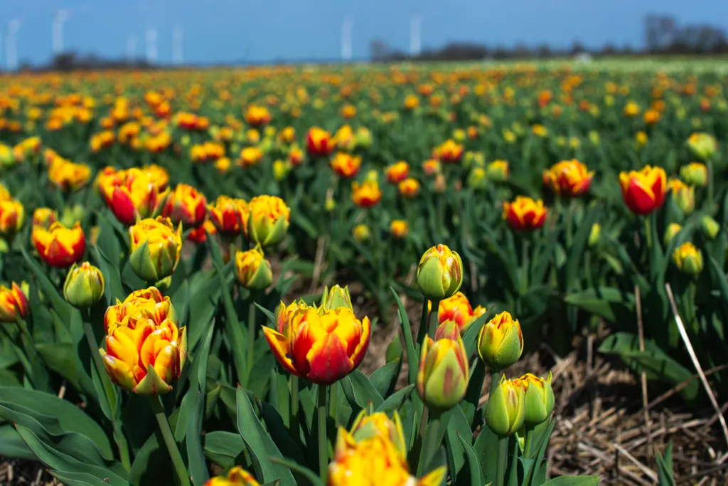 tulipánmezők Németország Tulip Field In Grevenbroich NurPhoto General news April 9 2023 9th April 2023 Blooming Tulip Field Grevenbroich Horizontal 