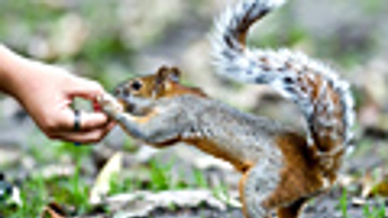 A mókusetetés veszélyei, agresszív mókusok