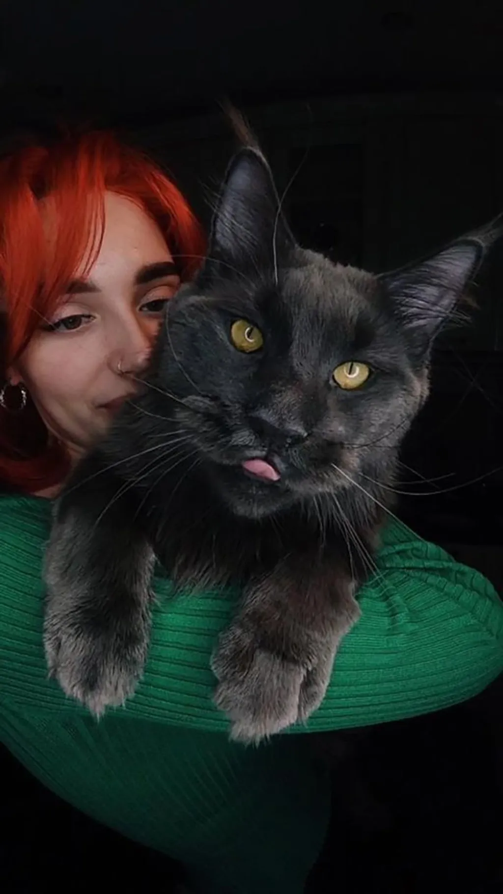 Vincent a maine coon macska, aki úgy néz ki, mint egy fekete párduc 