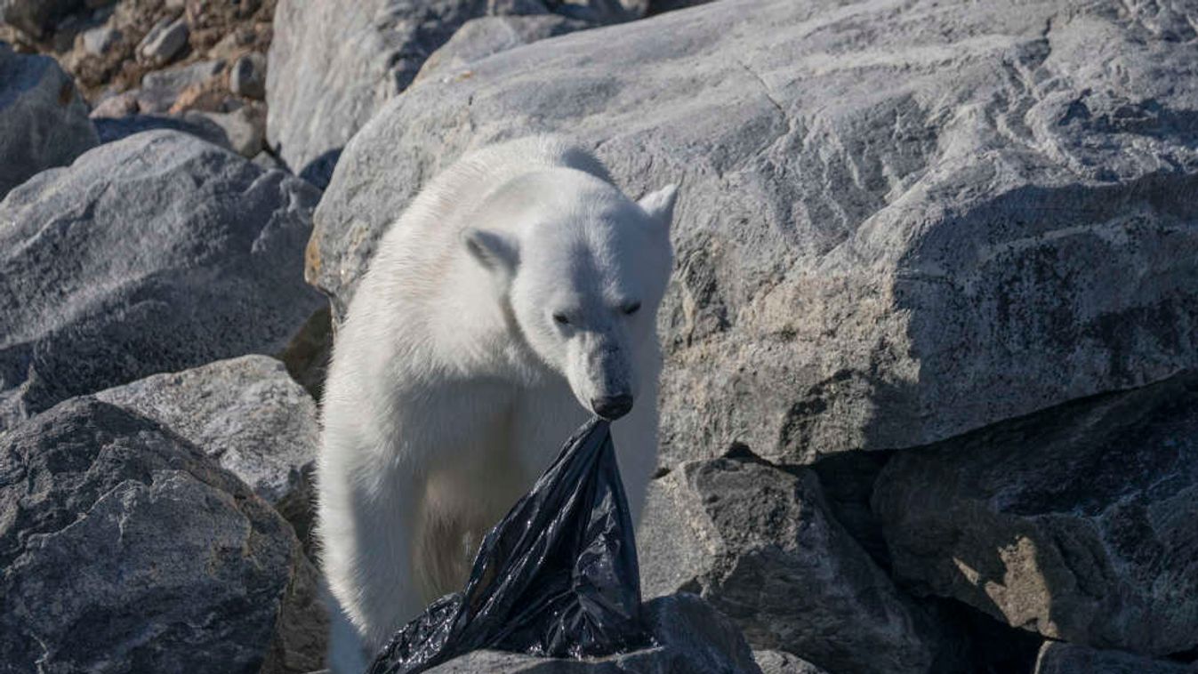 Polar bear and plastic bin bag news, polar, bear, plastic, bin, bag, hungry PIC BY Fabrice Guerin / CATERS NEWS -  (PICTURED the polar bear eats the bin bag ) Astarving polar bear has been caught eating a plastic bin bag in desperate attempt to find food.