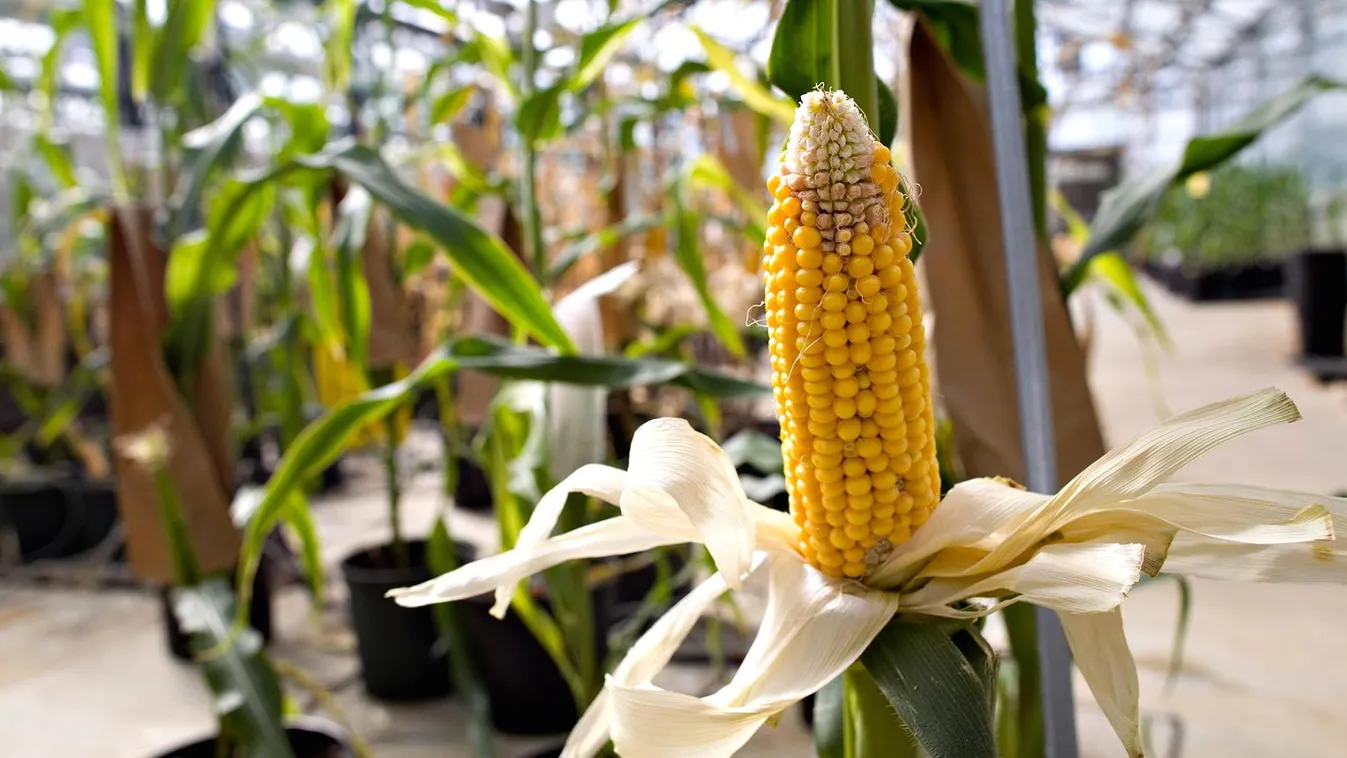 mezőgazdaság vetőmag kukorica Monsanto Syngenta 