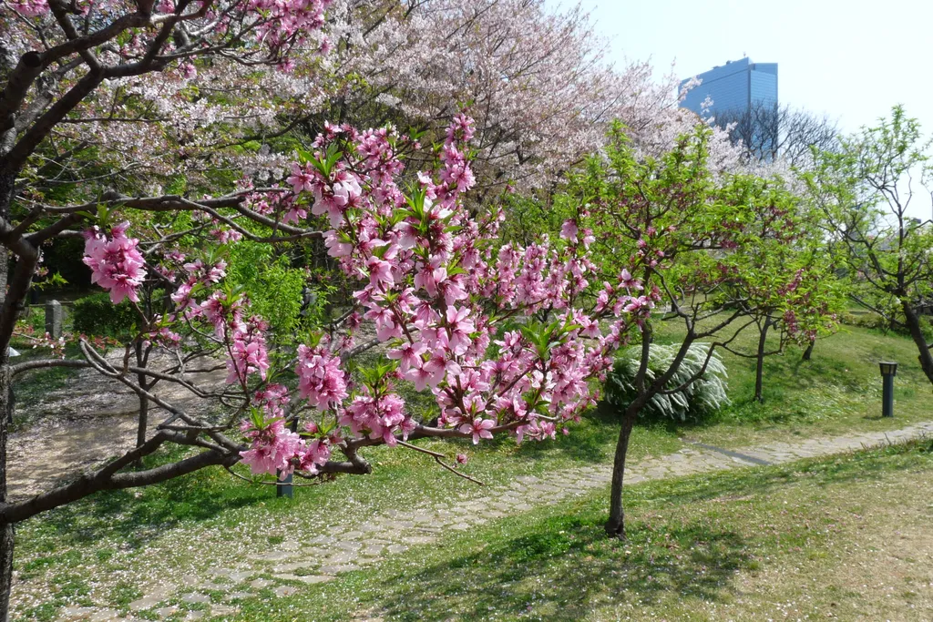 hanami ünnep oszaka 