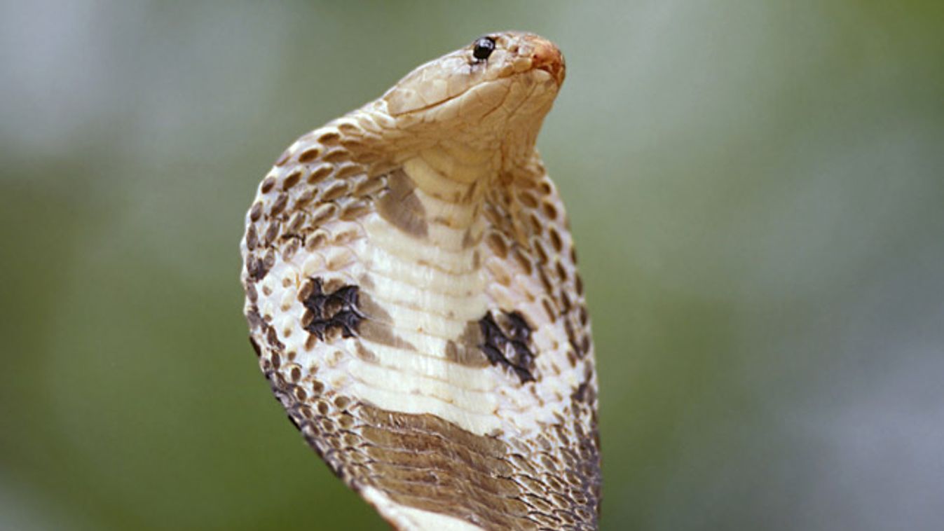 Kobra, kígyó 