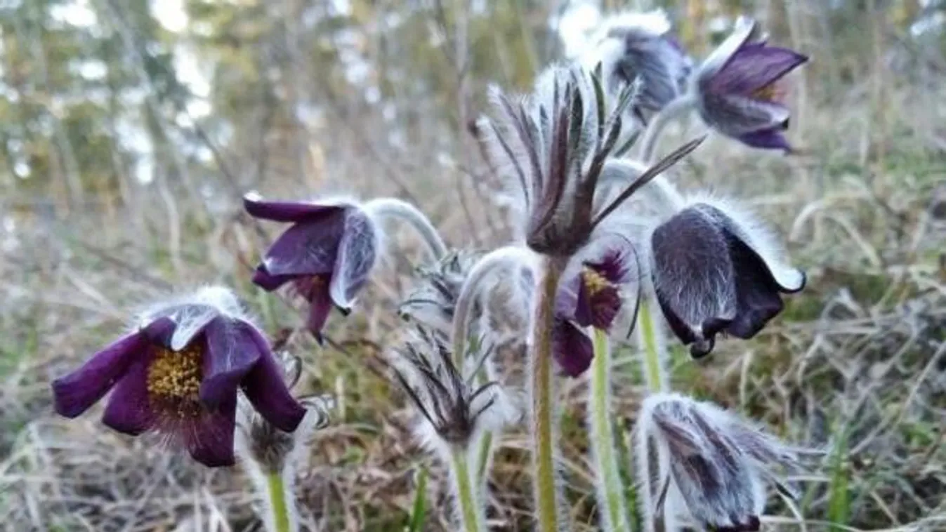 fekete kökörcsin, Pulsatilla nigricans 