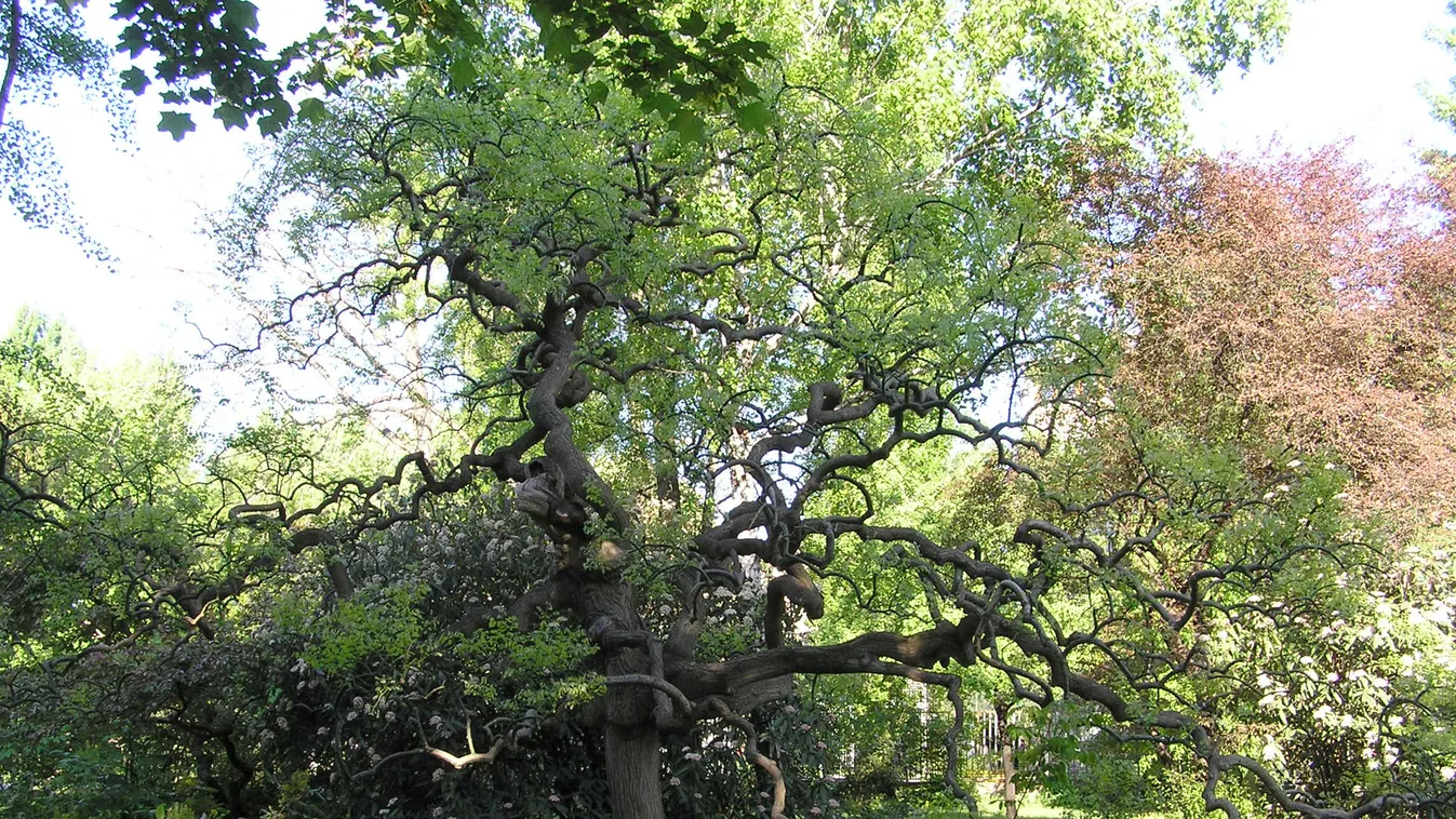 év fája, japánakác 