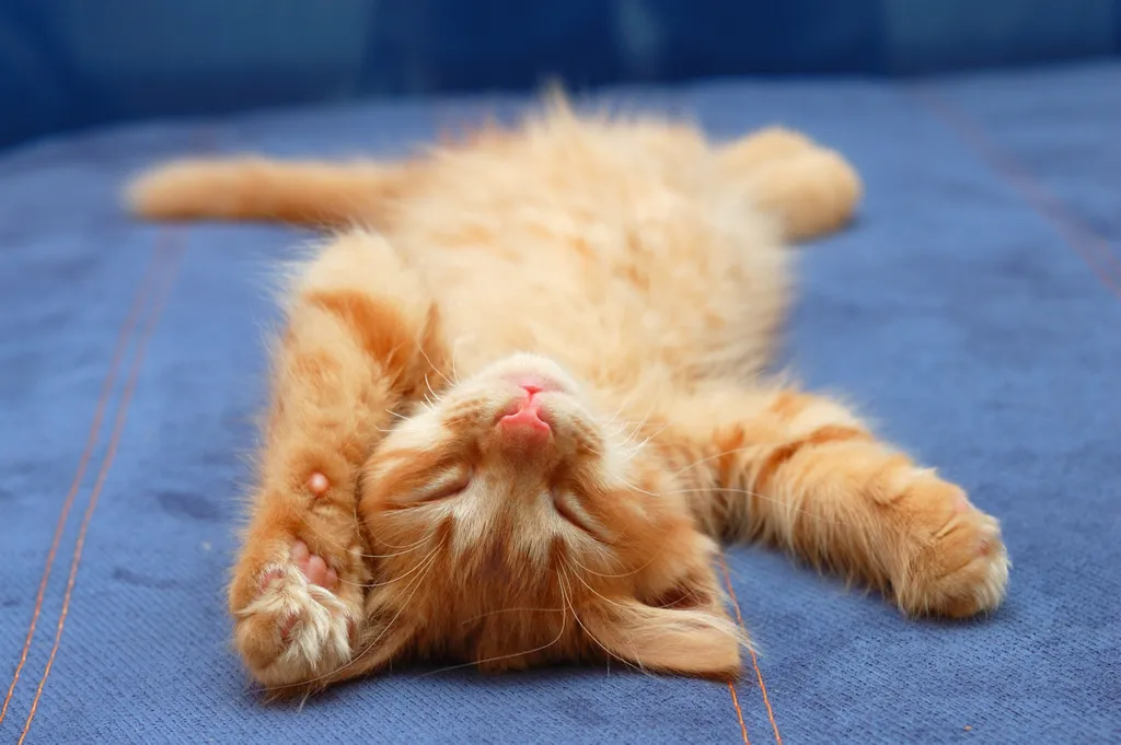 Álomszuszik alvó macska cica 