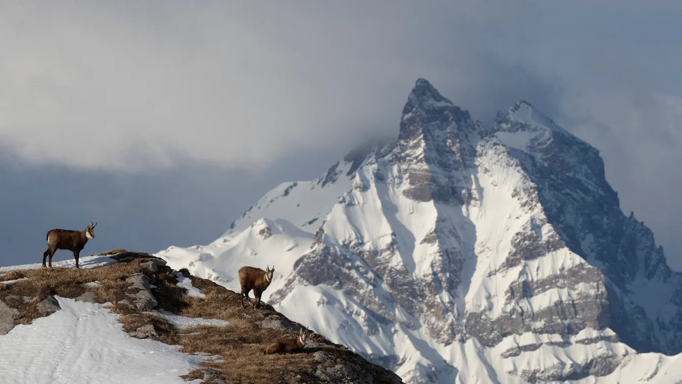 Alpine Chamois (Rupicapra rupicapra) in the Vaud Alps, Switzerland. Rupicapra rupicapra Natural area Lawn and alpine meadow Mount Profile shot Alps (Range) Rupicapra Alpine Chamois (Rupicapra rupicapra) Pair Least Concern (IUCN) LC March (month) Mountain 