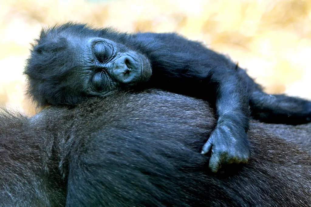 Álomszuszik alvó gorilla 